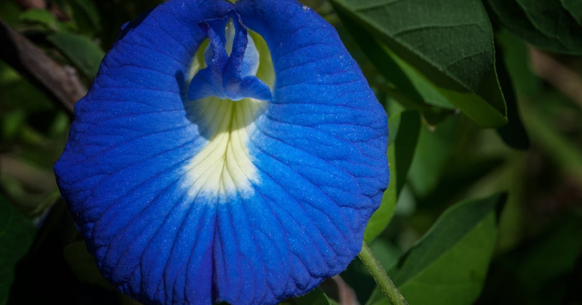 Cara Menanam Kembang Telang Agar Berbunga Sepanjang Tahun