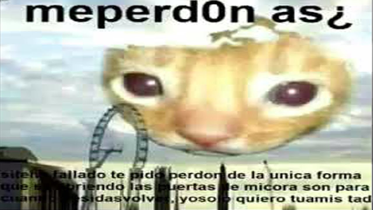 Featured image of post Foto Del Gatito Me Perdonas