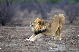 Etosha Ulusal Parkı'ndaki bir yetişkin erkek aslan.