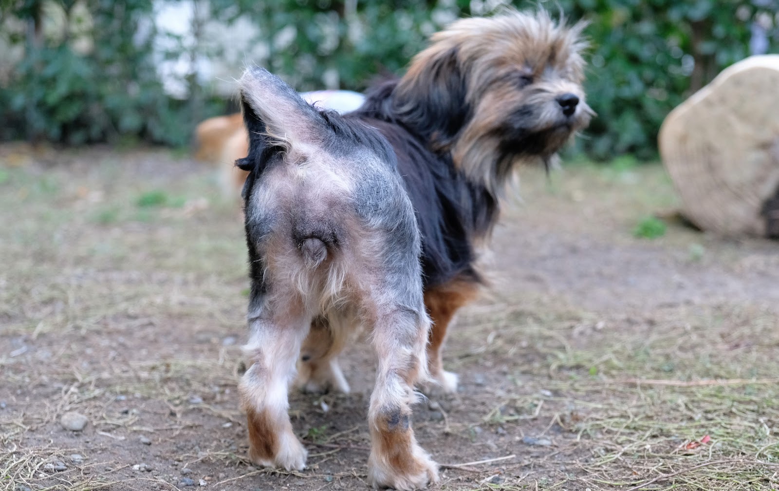 Pet Hotel 11 お庭番のブログ 脂漏性皮膚炎 マラセチア症との仁義なき闘い 経過ご報告