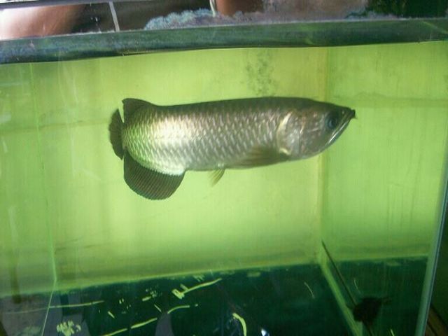 Gambar Ikan Arwana Irian yang Cantik dan Harga Mahal