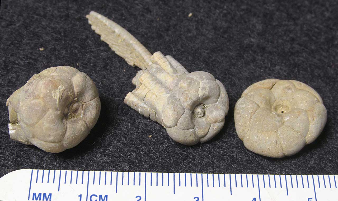 Louisville Fossils and Beyond Phanocrinus parvaramus Crinoid Calyx Fossils