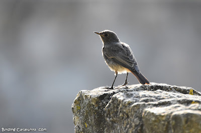 Cotxa fumada (Phoenicurus ochruros)