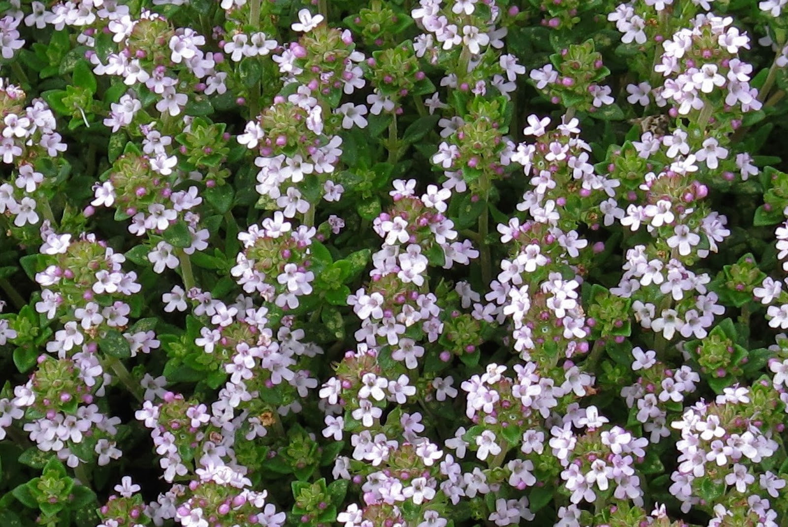 Being Herbalism How Clean Is Too Clean?