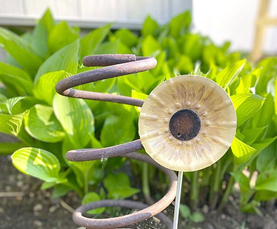 sunflower and rusty spring in garden