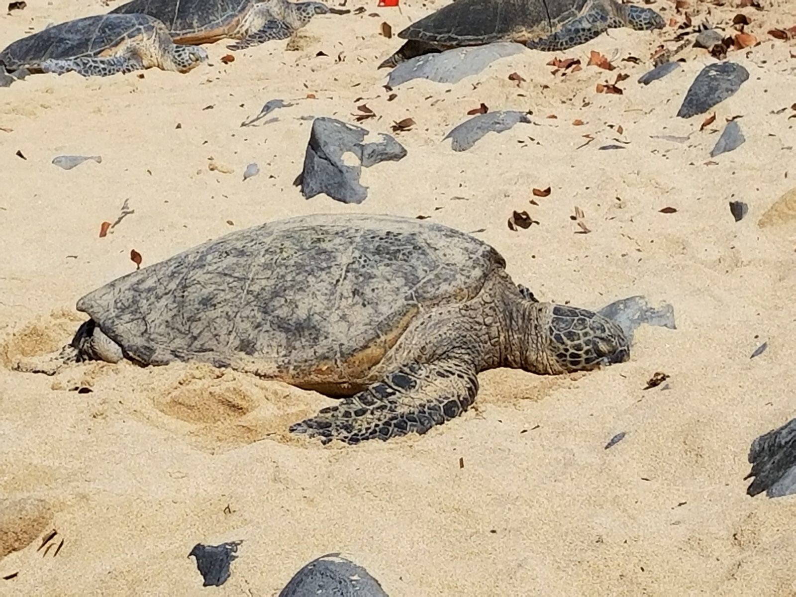 NEW YOUTUBE VIDEO - Sea Turtles at Ho'okipa Beach Park | Maui Travel Vlog | Stylish Fashionista