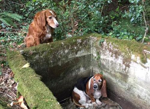 Hai chú chó nương tựa vào nhau suốt 1 tuần vì bị kẹt dưới giếng