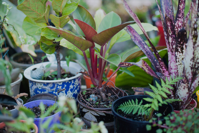 plants in pots potted plants