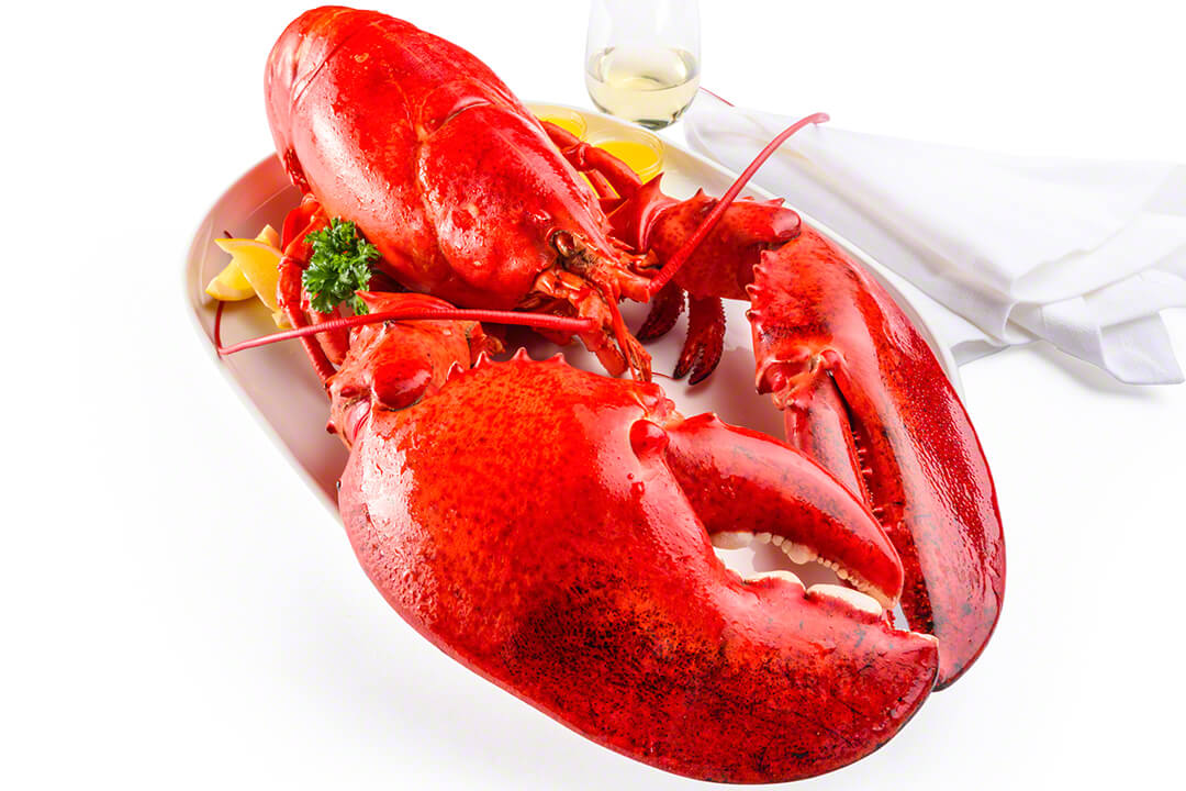 Indonesia Lobster Lifespan Immortality Myth Live Lobster Exporter