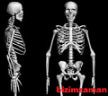 Vücudumuzda Kaç Adet Kemik Vardır, Bebeklerde Kaç Tane Kemik Vardır Bebeklerde Kaç Tane Kemik Vardır