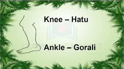 Learn 89 Human Body Parts Name in Bengali ( Including Video & Pictures