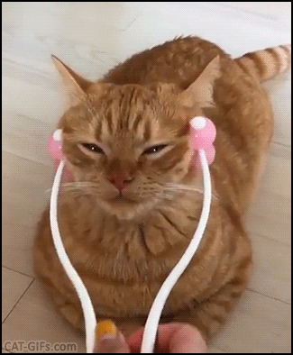 Cute Cat GIF • Funny ginger cat enjoys a good cheek massage. He is in heaven. “Don't stop it, human.” Cute Cat GIF • Funny ginger cat enjoys a good cheek massage. He is in heaven. “Don't stop it, human.”