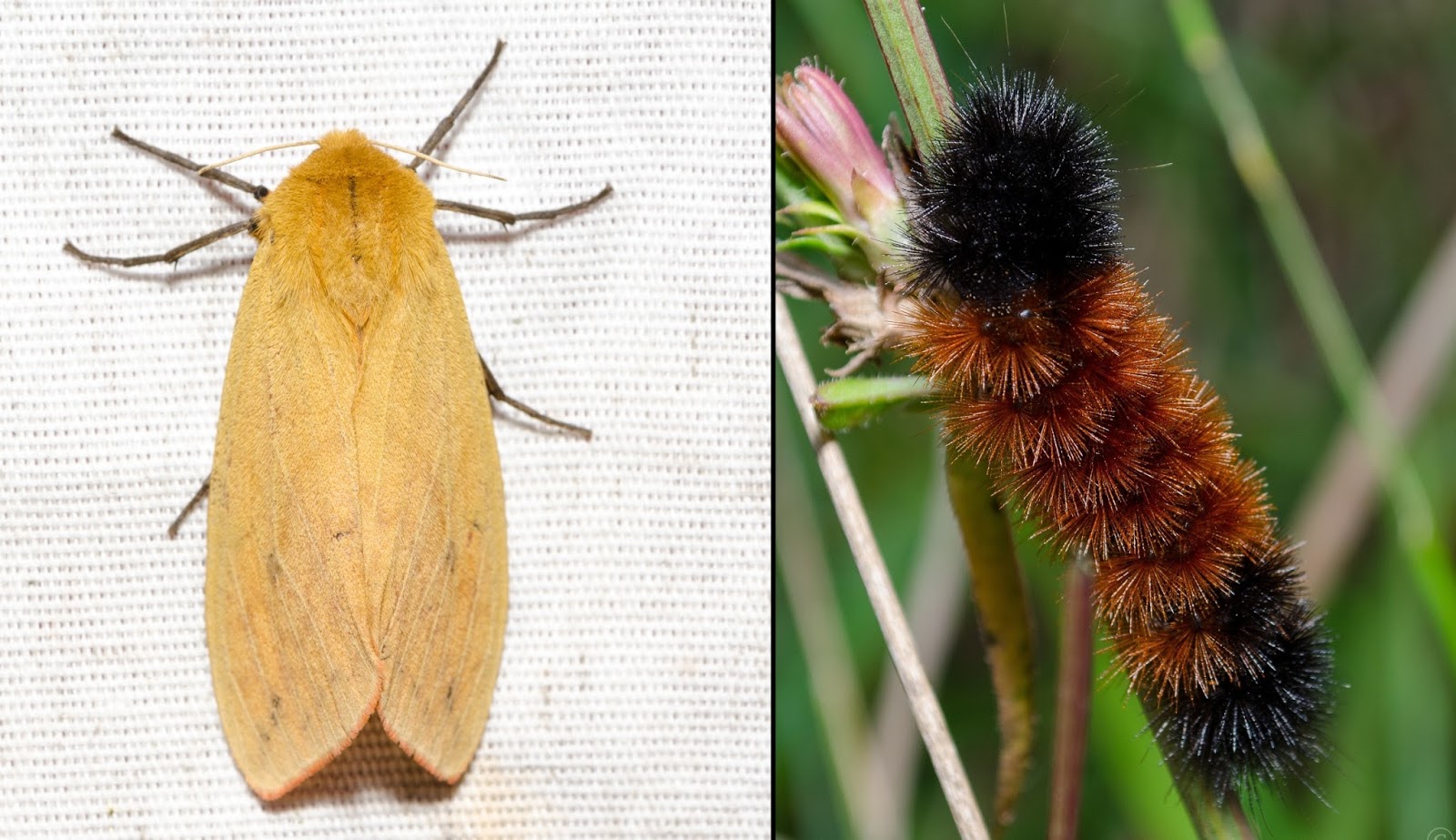 On the Subject of Nature Mothing at Clear Creek The Subtle