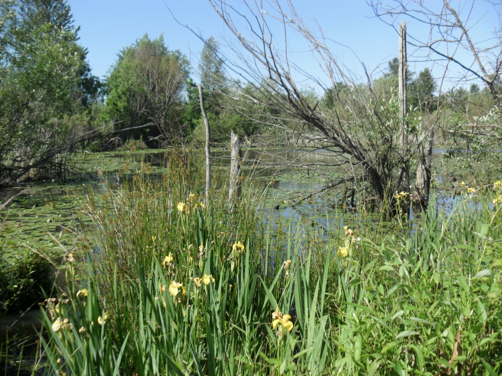 Observing The Natural World: Field Guide & Walking Tour for Union Bay ...