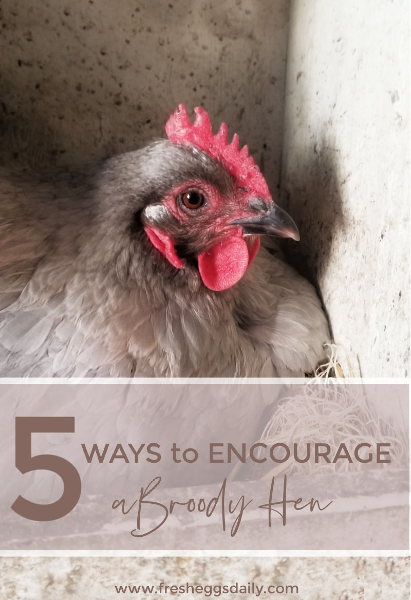 Five Ways to Encourage a Hen to go Broody Fresh Eggs Daily® with Lisa Steele