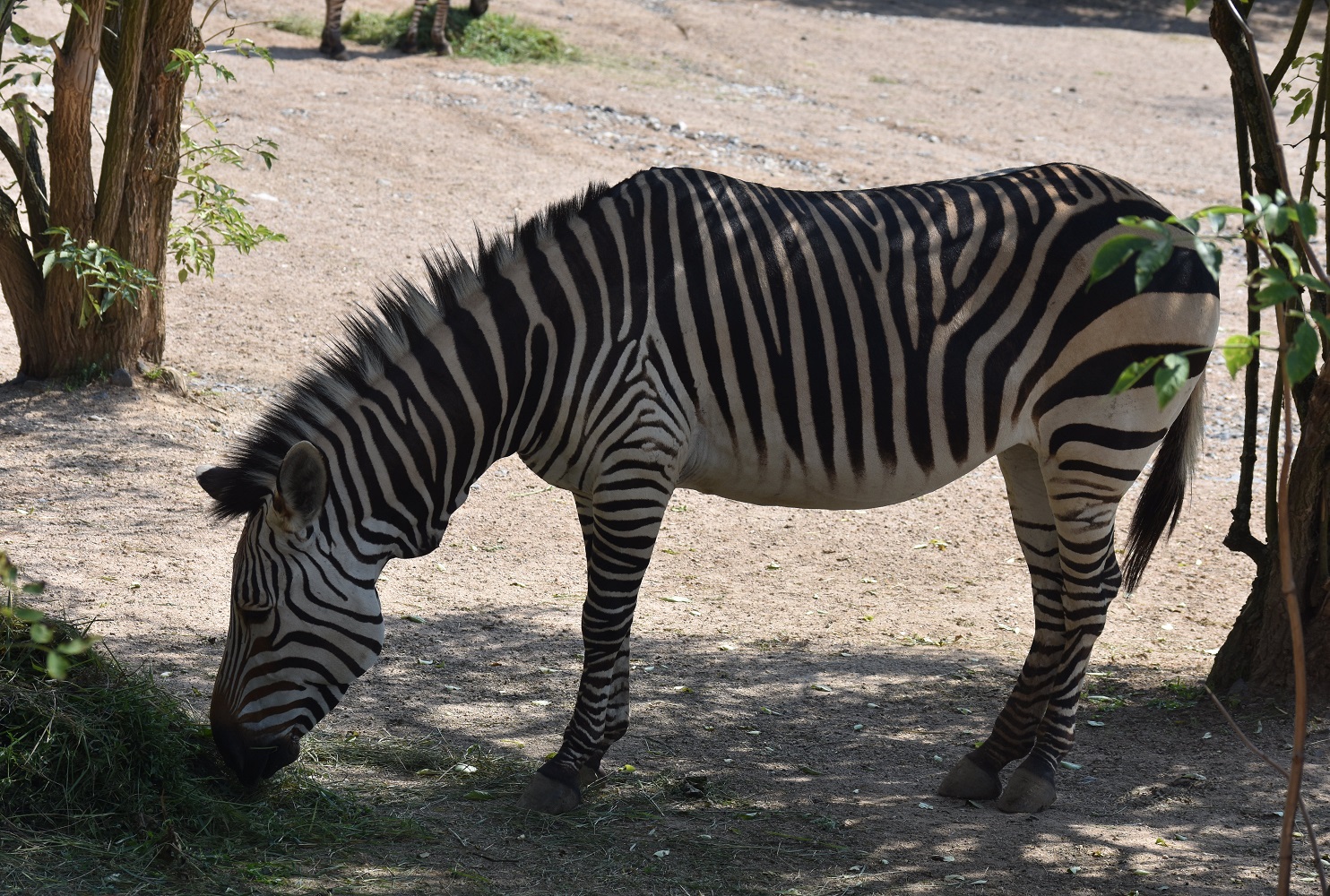 ZOOTOGRAFIANDO (6.100 ANIMALS) CEBRA DE MONTAÑA / MOUNTAIN ZEBRA