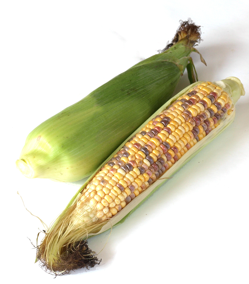 とうもろこしの品種事情3