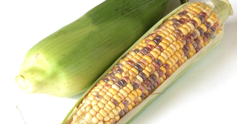 とうもろこしの品種事情3