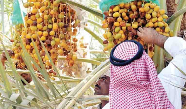 Saudi Arabia ranks 2nd in the world in production of Dates in a Year with 1.5 million tons - Saudi-Expatriates.com