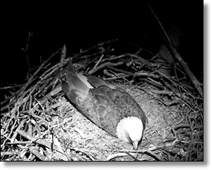 The Pet Tree House - Where Pets Are Family Too : Washington, DC – Bald