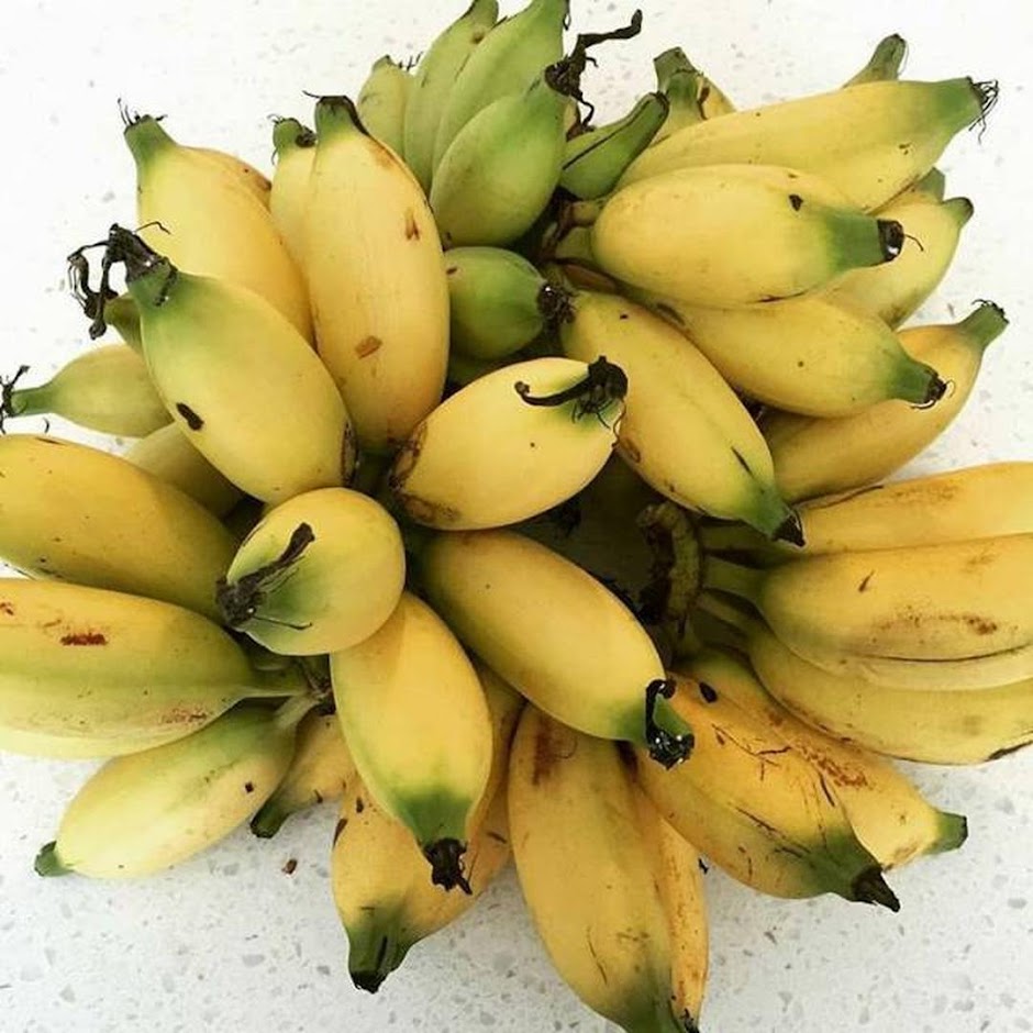 bibit pisang mas kirana bibit pisang mas bibit pisang Padang