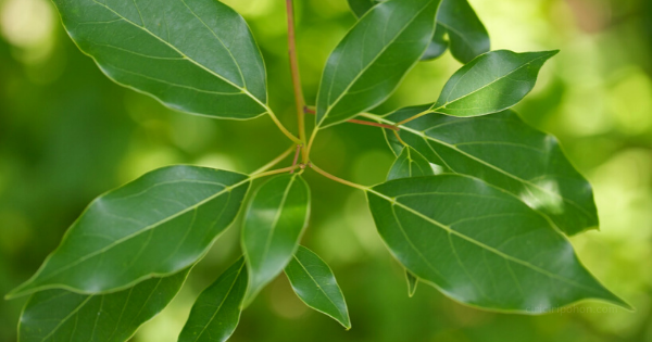 Ciri Ciri Pohon Kamper (Cinnamomum camphora) Di Alam Liar
