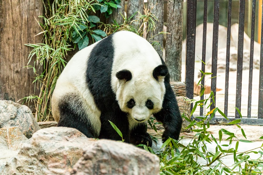 панды в московском зоопарке зимой. панда в зоопарке москвы. панда жуи в московском зоопарке. панда в зоопарке москвы. есть ли в московском зоопарке панды.