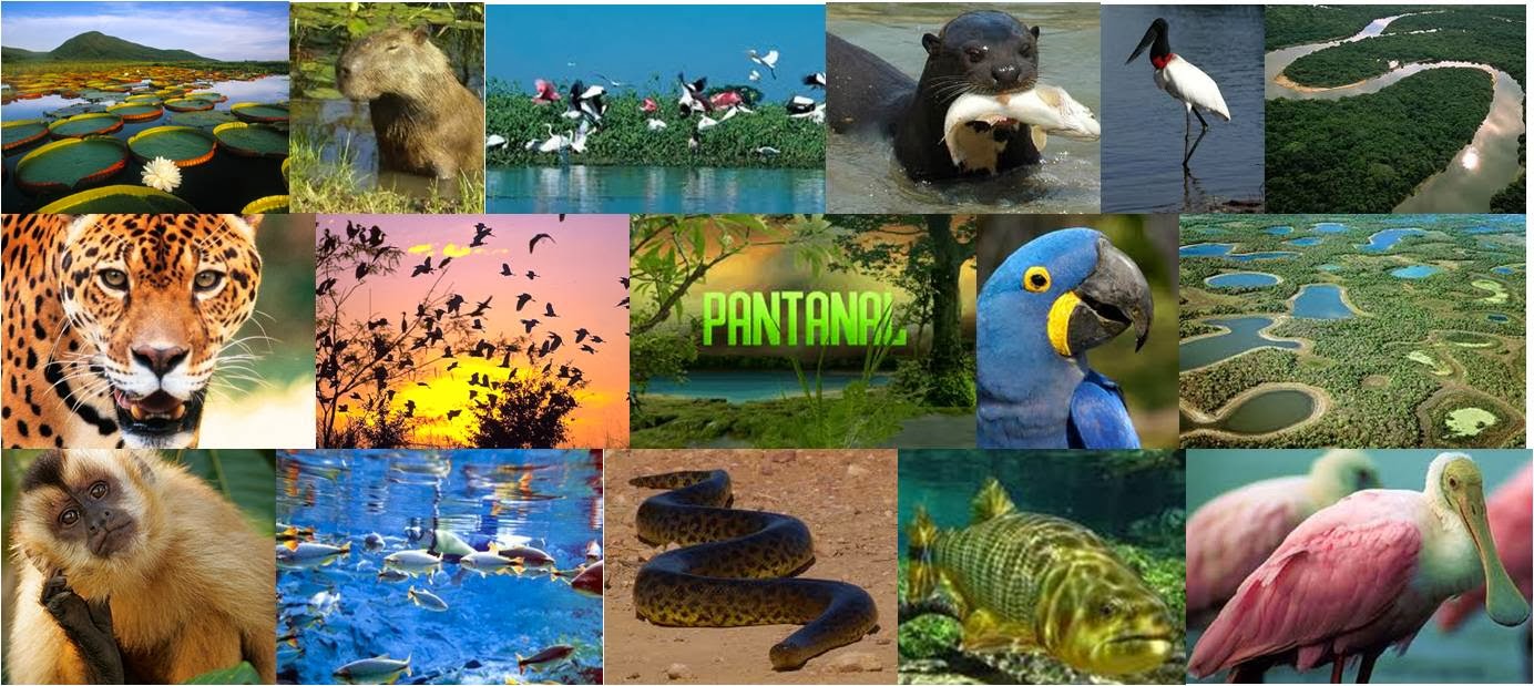 Самые крупные живые организмы. Животный мир Бразилии. Растительный и животный мир Бразилии. Живые обитатели биосферы. Бразилия животные и растения.