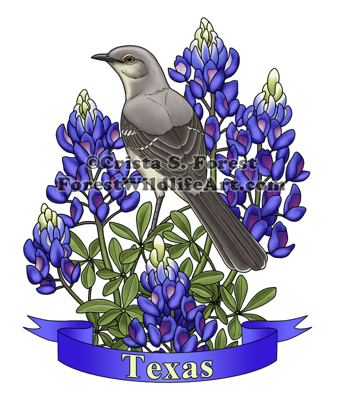 Crista Forest's Animals & Art: Texas State Bird & Flower Artwork Finished