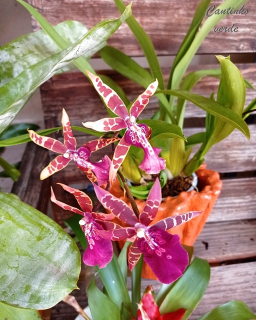 Cantinho verde - horta e jardim: Orquídea Cambria