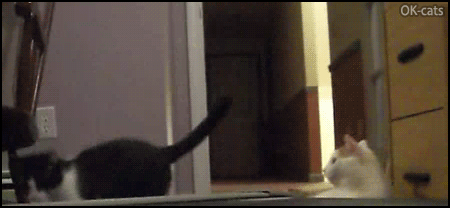 Funny Cat GIF • 2 playful cats playing new game: 'Double Boop on back and bounce back & forth.' Funny Cat GIF • 2 playful cats playing new game: 'Double Boop on back and bounce back & forth.'