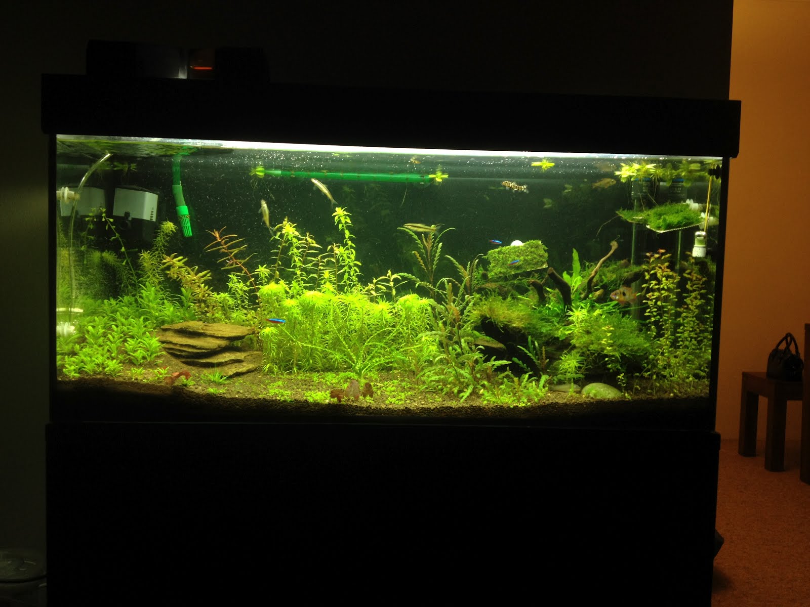Emboli's Aquariums [EHEIM OPAL] Tank water now clear