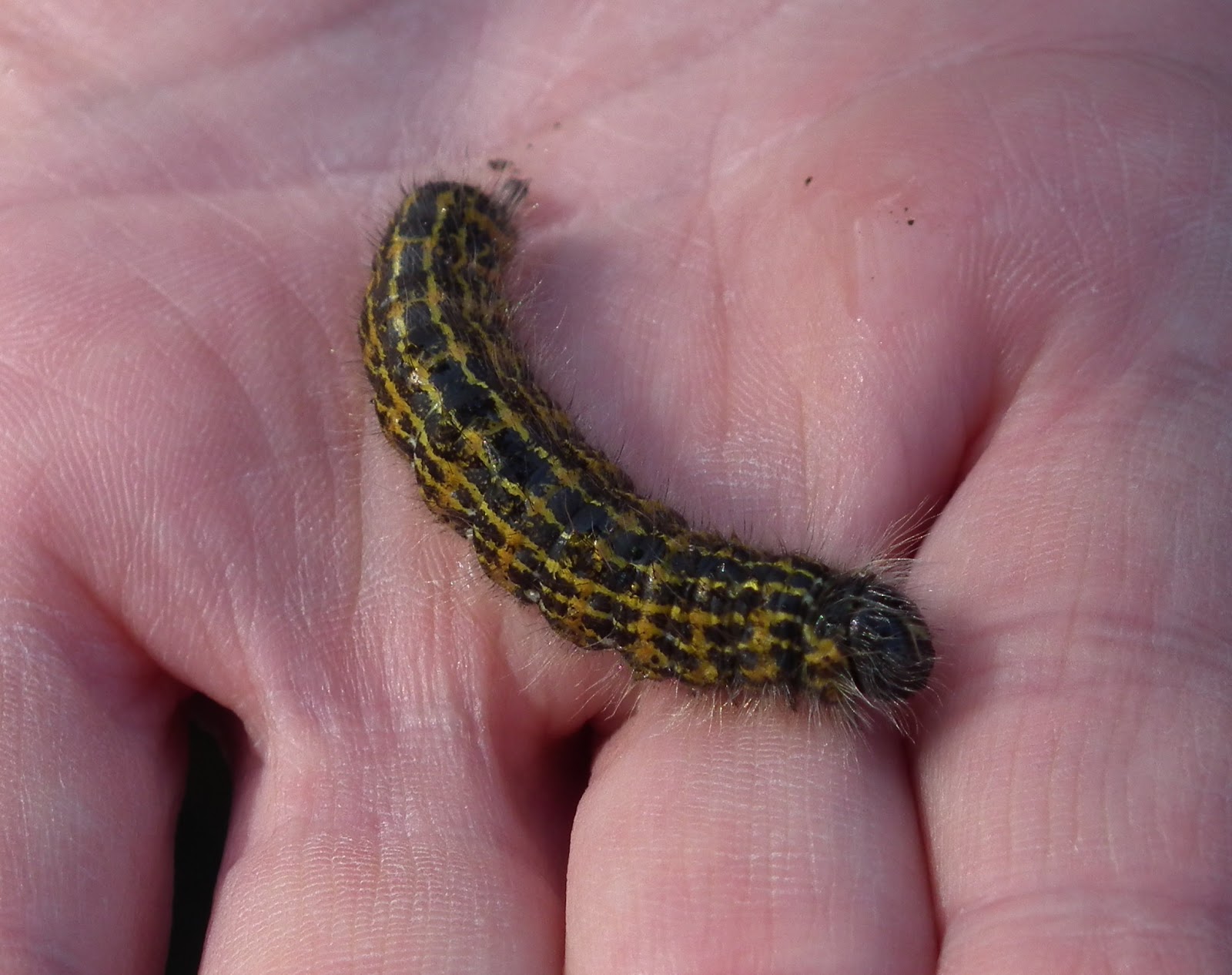 The Hairy Birder Buff Tip Moth Caterpillars