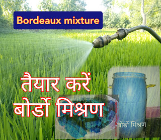 बोर्डो मिश्रण कैसे तैयार करें? | Preparation of Bordeaux mixture in Hindi