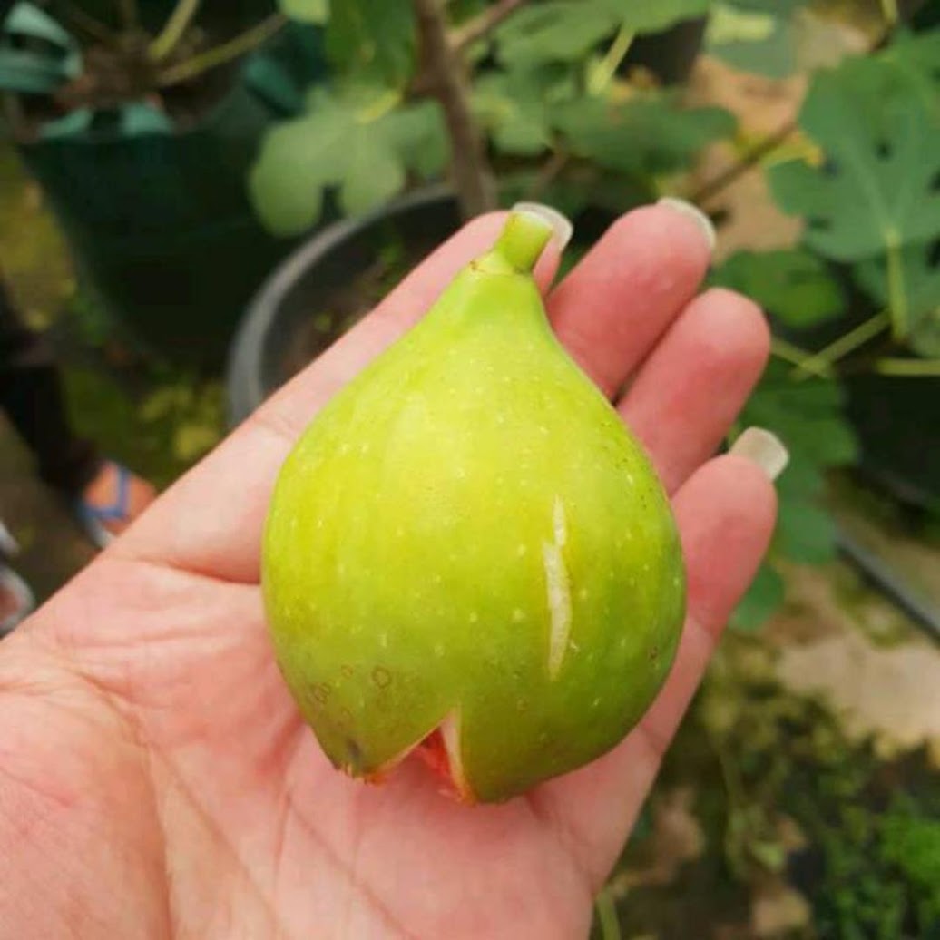 Bibit Buah Tin Jenis Verdino cangkok Super Kota Administrasi Jakarta Pusat