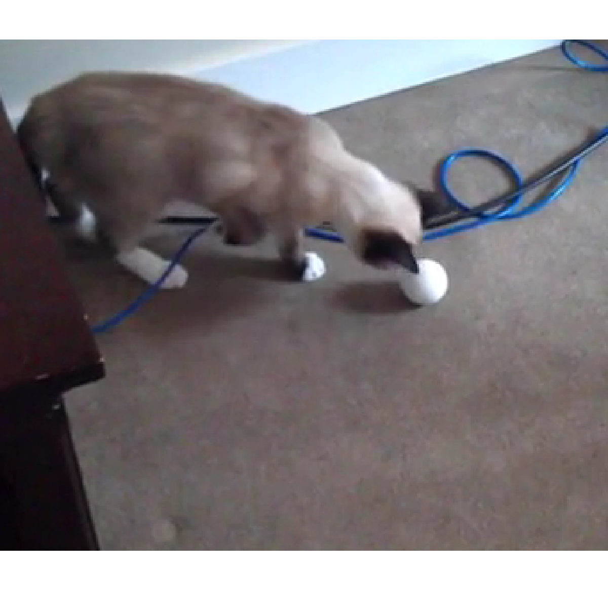 Cadeaux 2 Ouf idées de cadeaux insolites et originaux ! Egg, un œuf pour amuser votre chat