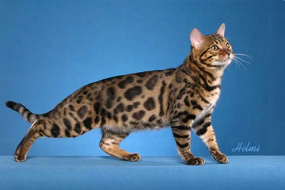 Bengal cats blighted with inherited HCM