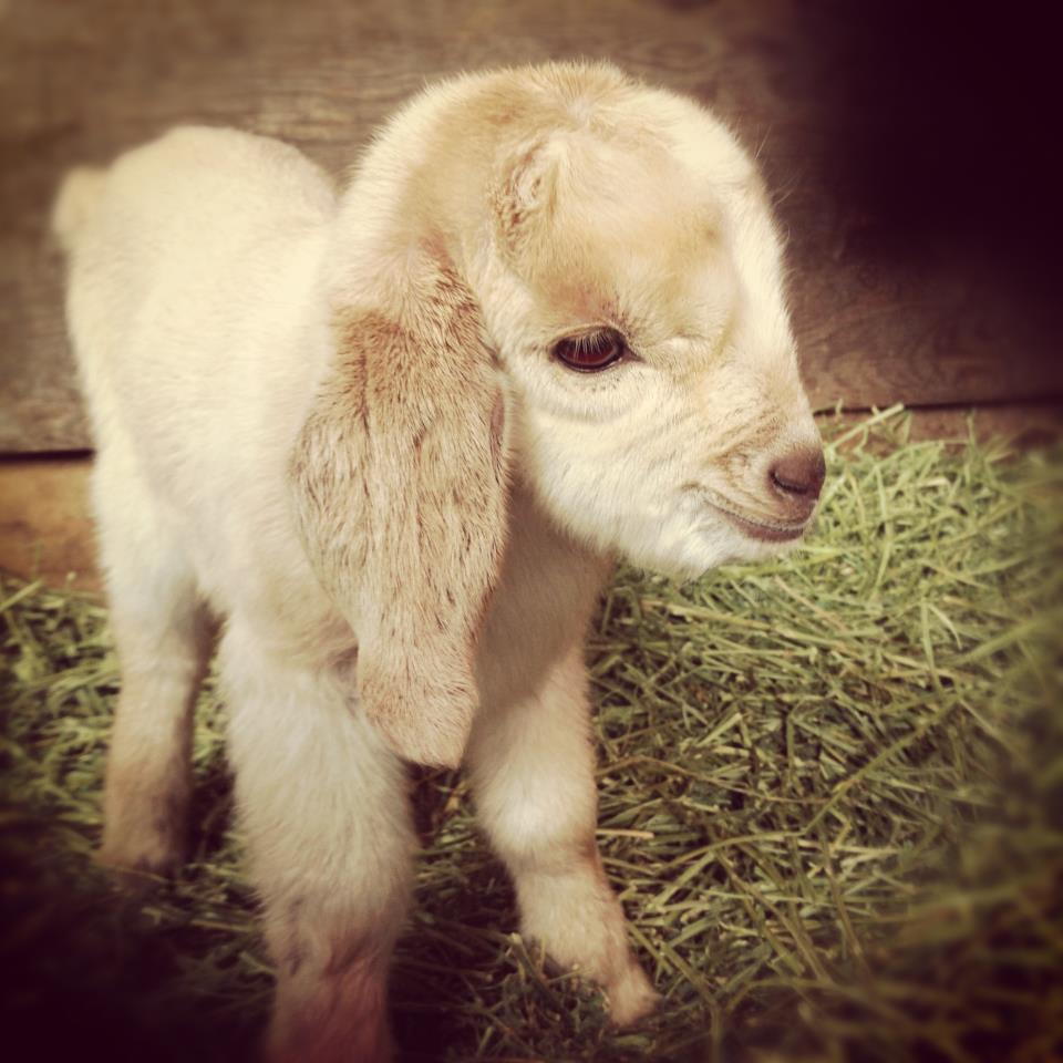 50 Of the Cute Baby Goat Pictures That Makes You Fall in Love