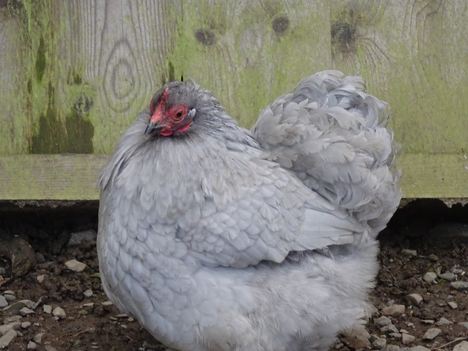 Our New Life in the Country RIP Daisy, the Lavender Pekin Bantam
