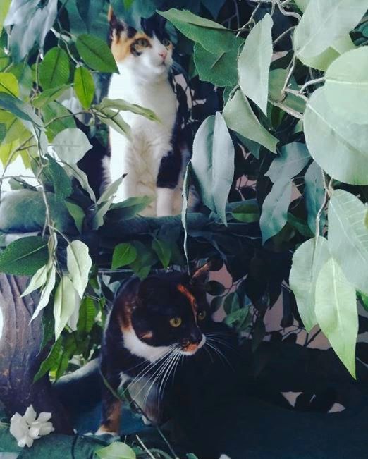 Fantasy Forest Cat Trees