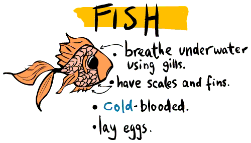 jose s blog classification of animals bird characteristics chart