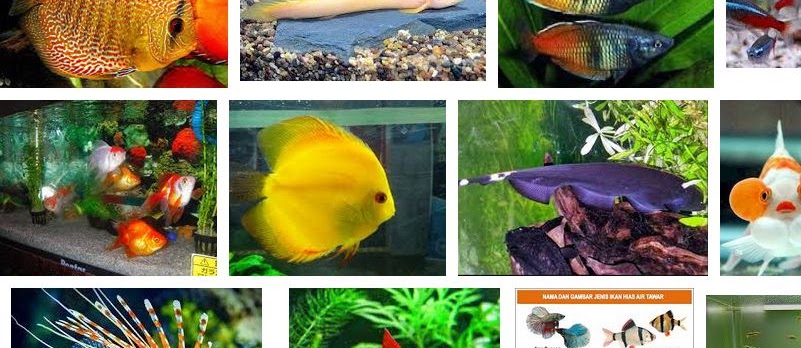 Ikan Hias Air Tawar yang Bagus Unik dan Cantik dengan Harga Murah