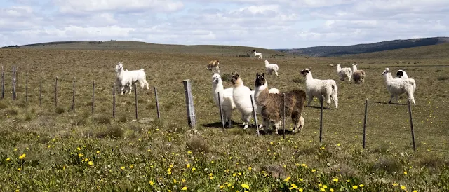 2 Week Patagonia Itinerary: Alpacas at the roadside between Puerto Natales and Punta Arenas Chile