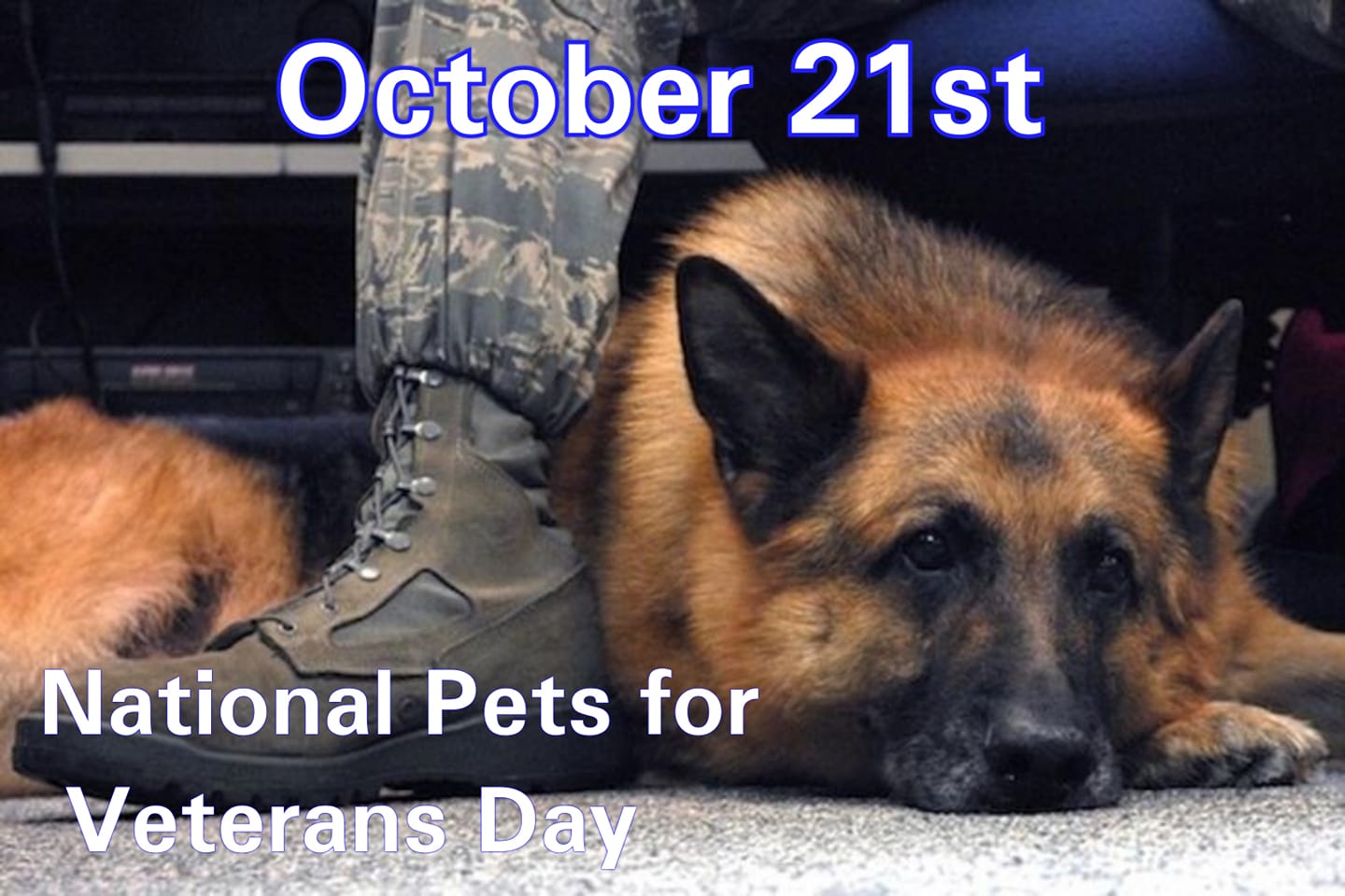 National Pets for Veterans Day Wishes Awesome Picture