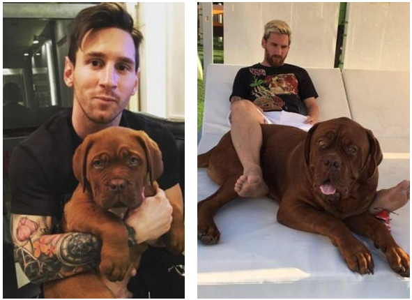 Lionel Messi French Mastiff