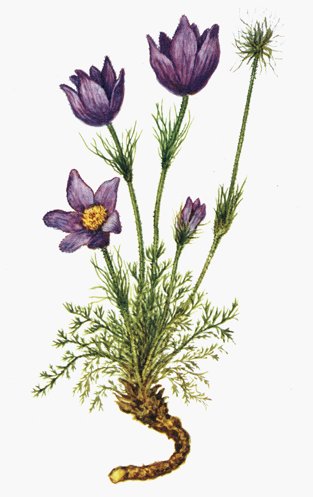 Прострел обыкновенный (pulsatilla vulgaris). Пострел корень. Прострел обыкновенный bells violet. Прострел - сон трава. Прострел раскрытый сон-трава.