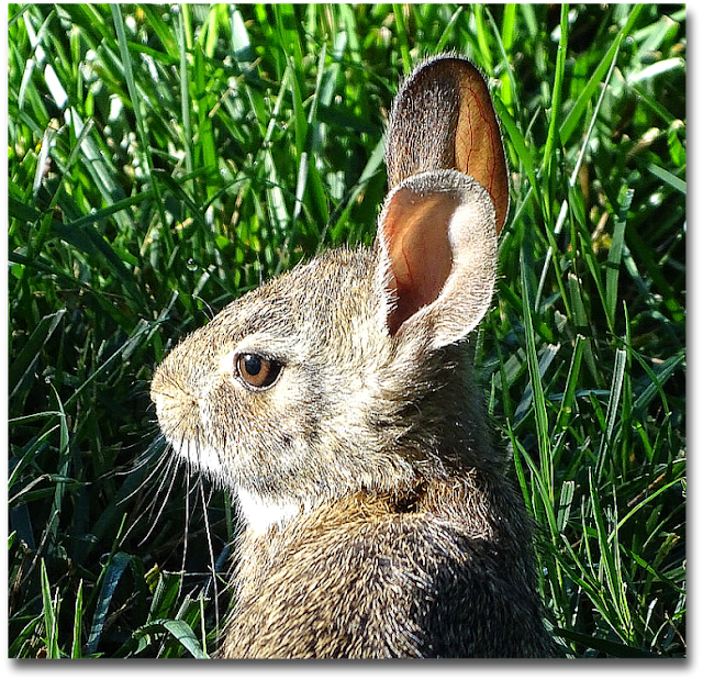 A Breath of Fresh Air Run rabbit, run.