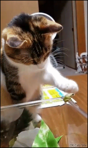 Cute%2BCat%2BGIF%2B%25E2%2580%25A2%2BSweet%2B%2526%2Bshy%2Bcat%2Bgently%2Bpets%2Ba%2Btiny%2Bgreen%2Bfrog.%2BGood%2Bboy%2B%255Bok-cats-site.com%255D.gif