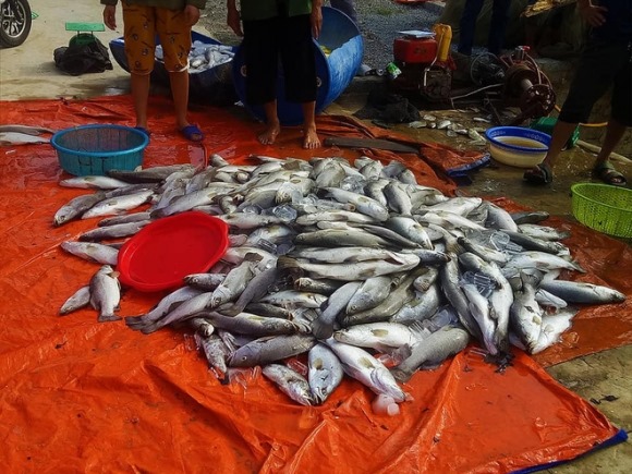 Lại xuất hiện hàng tấn cá chết nổi trắng sông ở Hà Tĩnh