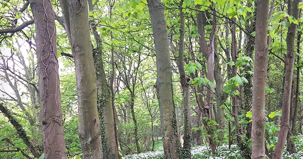 Hawthorn Dene Walk & Seaham Coast, County Durham The Hiking Photographer